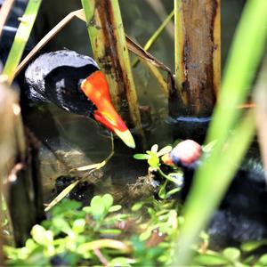 Common Moorhen