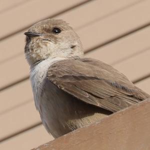 Eurasian Crag-martin