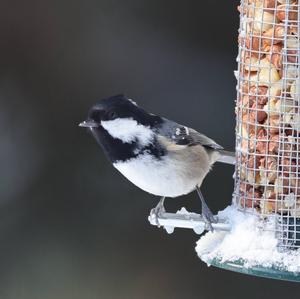 Coal Tit