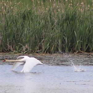 Mute Swan