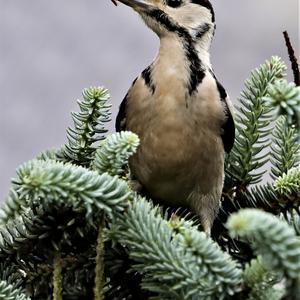 Great Spotted Woodpecker