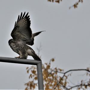 Mäusebussard