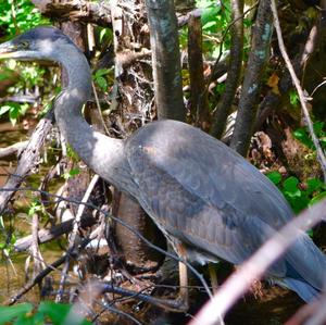 Great Blue Heron