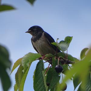 Northern House-martin