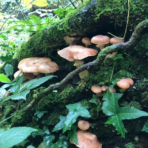 Honey Fungus