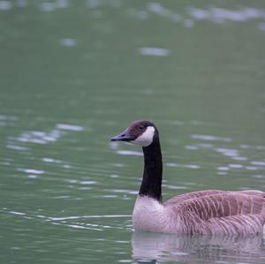 Canada Goose