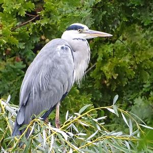 Grey Heron