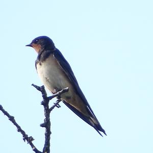 Barn Swallow