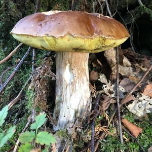 King Bolete