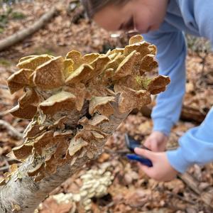 Turkey-tail