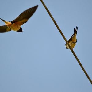 Barn Swallow