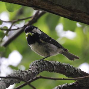 Coal Tit