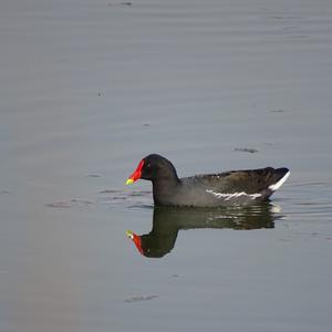 Common Moorhen