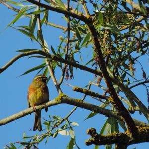 Cirl Bunting