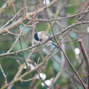 Marsh Tit