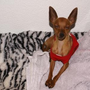 Miniature Pinscher