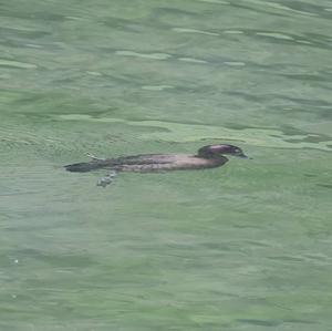 Tufted Duck