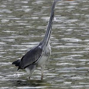 Grey Heron