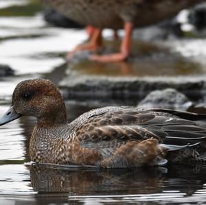 Eurasian Wigeon