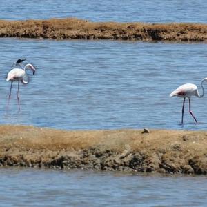 Greater Flamingo