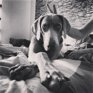 Weimaraner