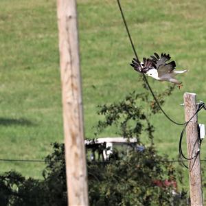 Common Buzzard