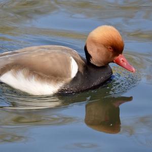 Red-crested Pochard