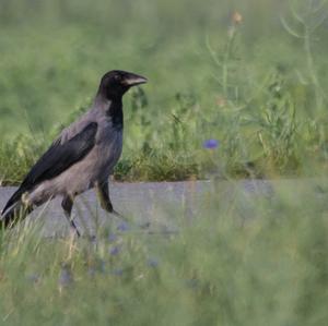 Hooded Crow