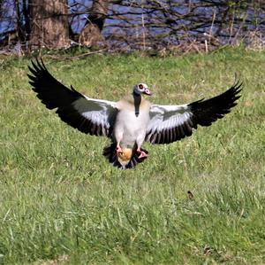 Egyptian Goose