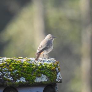 Black Redstart