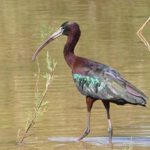 Glossy Ibis