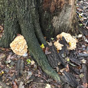 Hen-of-the-Woods