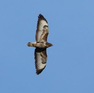 Common Buzzard