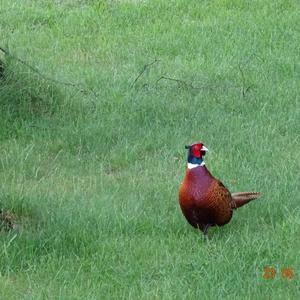 Common Pheasant