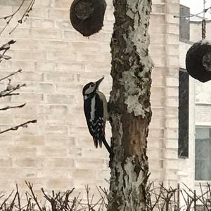 Great Spotted Woodpecker