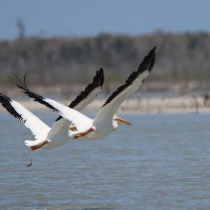 American White Pelican