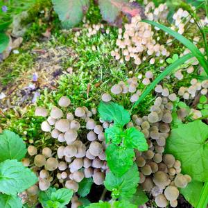 Non-inky Coprinus