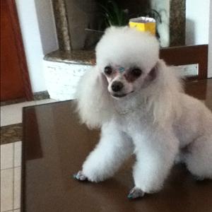 Unknown Breed