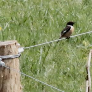 European stonechat