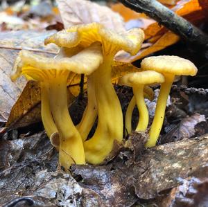 Trumpet Chanterelle