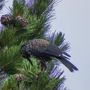 Spotted Nutcracker