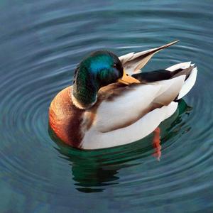 Mallard