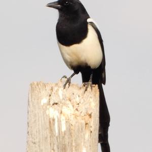 Black-billed Magpie