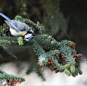 Blue Tit