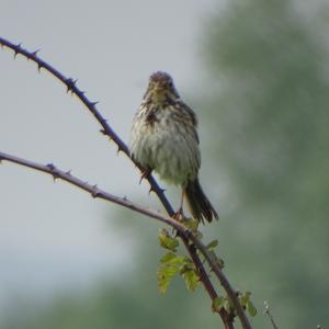 Reed Bunting