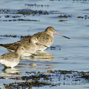 Eurasian Curlew