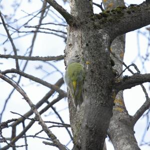 Grey-faced Woodpecker