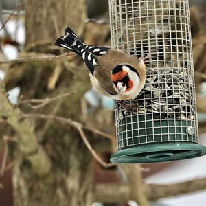 European Goldfinch