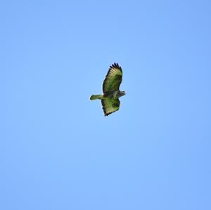 Common Buzzard