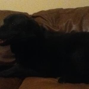Unknown Breed